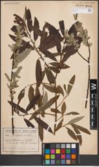 Foto von Salix caprea L. x Salix viminalis L.